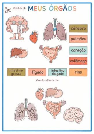 Flashcards ilustrados de órgãos do corpo humano